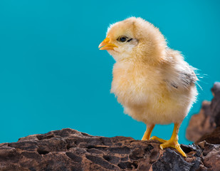 Cute little newborn chicken on blue background, standing on wood. Newly hatched chick on a chicken farm.