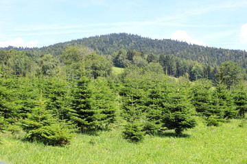 Fototapeta na wymiar Jungwald mit Tannen für Weihnachtsbäume (Chritsbäume)