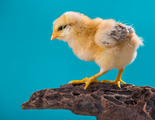 Cute little newborn chicken on blue background, standing on wood. Newly hatched chick on a chicken farm.