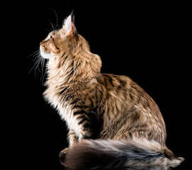 Portrait of domestic black tabby Maine Coon kitten. Fluffy kitty on black background. Extreme close-up studio shot beautiful curious young cat looking away.