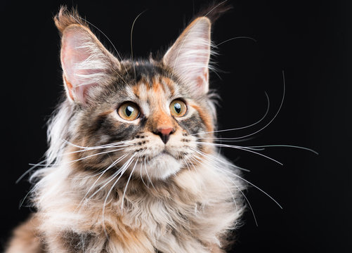Portrait of domestic tortoiseshell Maine Coon kitten. Fluffy kitty on black background. Close-up studio photo adorable curious young cat looking away.