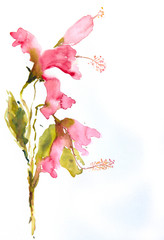 Pink hibiscus flowers on white, watercolor painting impressionism stye