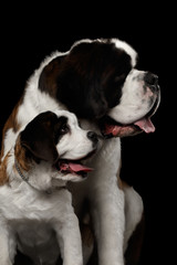 Close-up Head of Two Saint Bernard Dog, Puppy and her Mom on Isolated Black Background, Profile view