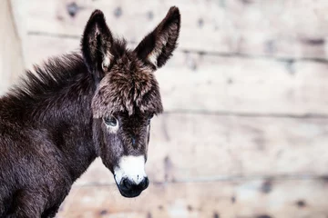Photo sur Plexiglas Âne portrait d& 39 âne de bébé en plein air à la ferme