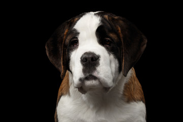 Close-up Portrait of Cute Saint Bernard Purebred Puppy Face on Isolated Black Background, Front view