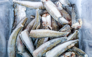 many frozen fish without head lay on shopping frozen cart