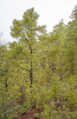 central Gran Canaria in January
