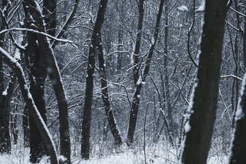 blizzard in the winter  forest