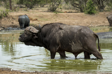 Buffle d'Afrique, Syncerus caffer, Parc national Kruger, Afrique du Sud