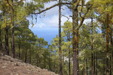 Central Gran Canaria
