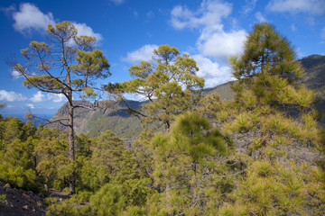 Central Gran Canaria