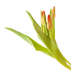 red and yellow tulip flowers