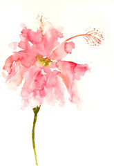 Pink hibiscus flower on white, watercolor painting impressionism stye
