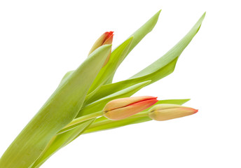 Obraz premium red and yellow tulip flowers