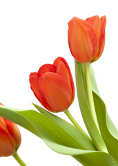 red and yellow tulip flowers