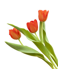 red and yellow tulip flowers