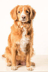 Young Toller adult
