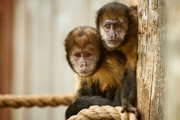 Capuchin monkey