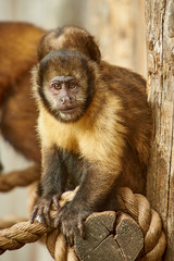 Capuchin monkey