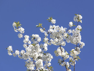 Flowering branch on a blue sky background.