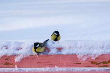     The bird most common in the winter sitting on a bench in the snow  © golubka57