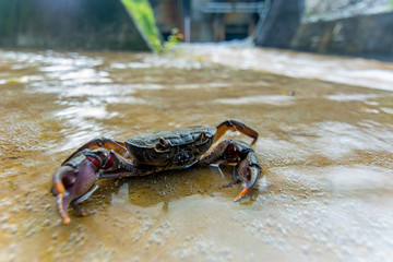 ์Nice Crab come to say Hello!