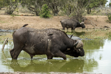 Buffle d'Afrique, Syncerus caffer, Parc national Kruger, Afrique du Sud