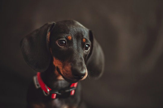 Miniature dachshund puppy portrait on black background