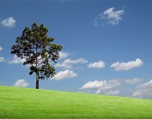 Fototapeta na wymiar tree with grass field on blue sky background