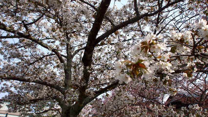 Sakura on the tree