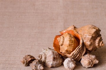 Linen background with seven seashells.