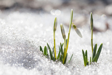 Blooming snowdrops flowers in early spring snowy forest. macro shallow depth of field photo
