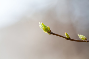 Fresh young greenery leaves. Spring time and new life concept. Soft focus, macro view shallow depth...