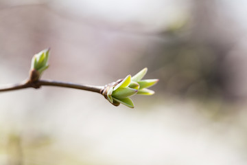 Tree branch green leaf macro view. springtime and new life concept. soft pastel background. shallow...