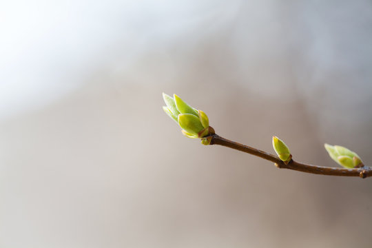 Fresh young greenery leaves. Spring time and new life concept. Soft focus, macro view shallow depth field
