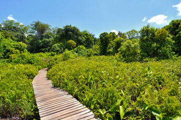 Fototapeta na wymiar Nature trails in Krabi, Thailand