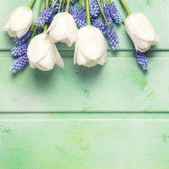 White tulips  and blue muscaries  flowers on  green wooden backg