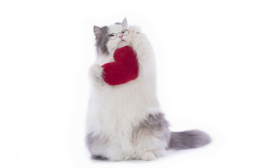 Fluffy cat congratulates St. Valentine's Day