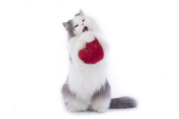 Fluffy cat congratulates St. Valentine's Day