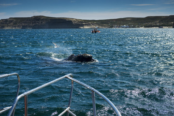 Fototapeta premium Southern Right Whale in the Valdes Peninsula in Argentina; Concept for travel in Argentina and Whale Watching