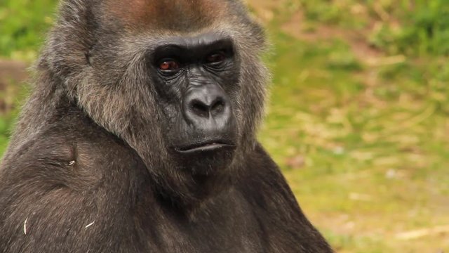 Gorilla Portrait (Adult Male), Close Up
