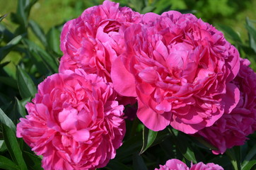 Beautiful gentle pink peony flowers in the garden in summer