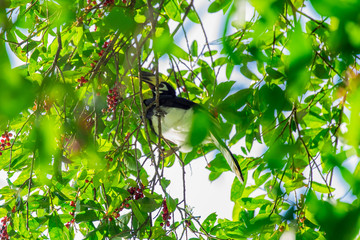Hornbill Smack on the Tree