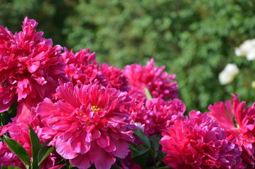 Many beautiful gentle pink peony flowers in summer
