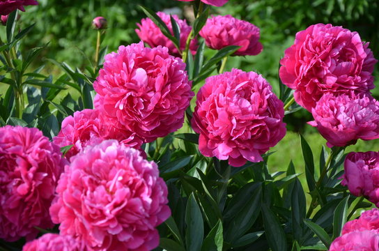 Beautiful gentle pink peony flowers in the garden 