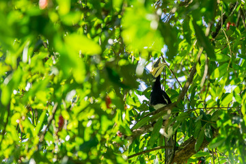 Hornbill Smack on the Tree