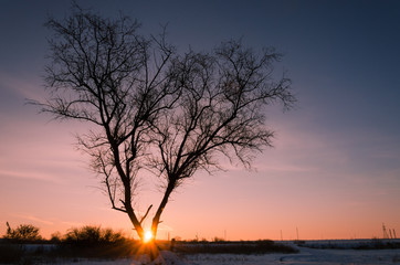 Tree in snow scene with dramatic sunset.