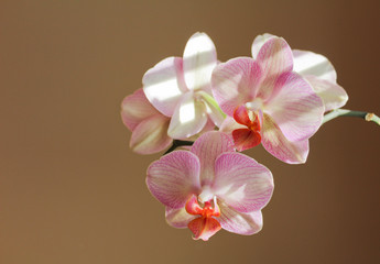 Orchid on brown background