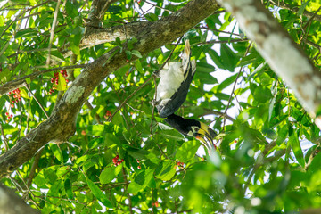 Hornbill Smack on the Tree