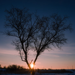 Tree in snow scene with dramatic sunset. Instagram crop